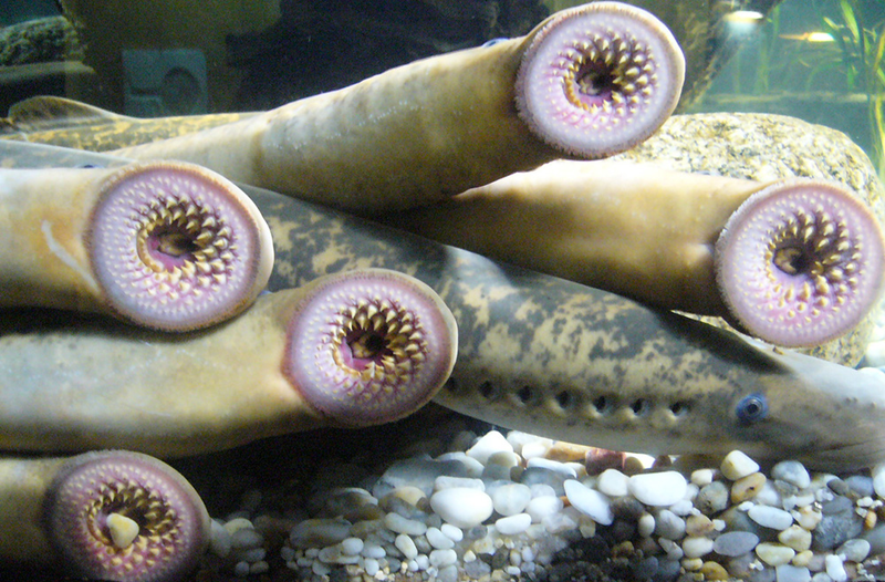 Grupo de lampreas en un acuario. Foto: Drow_Male / Wikimedia Commons